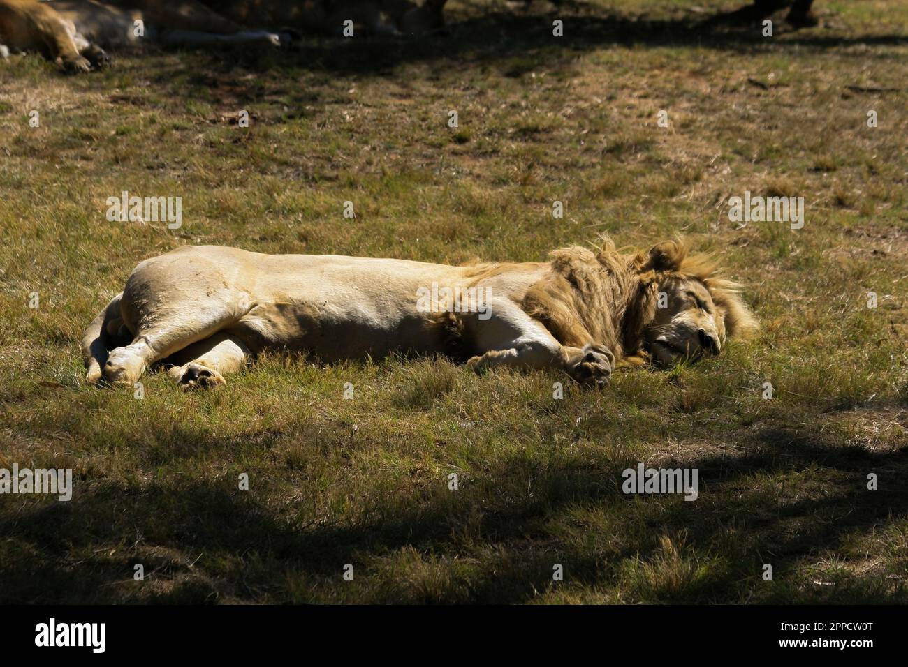 The lion is one of the big cats in the genus Panthera Stock Photo