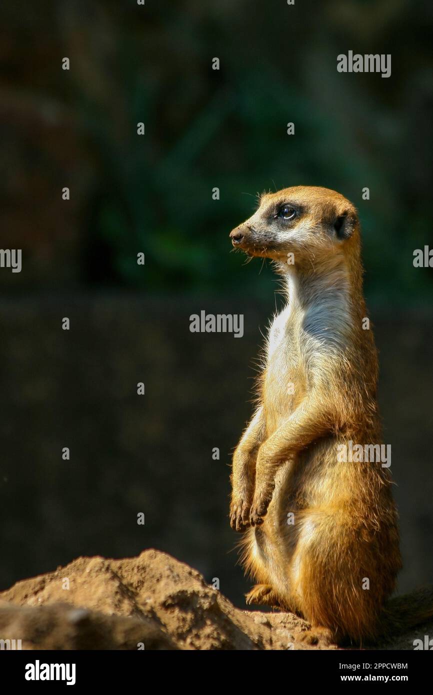 The meerkat is a colonial carnivorous mammal, 24 to 30 cm long, native to Africa. Stock Photo