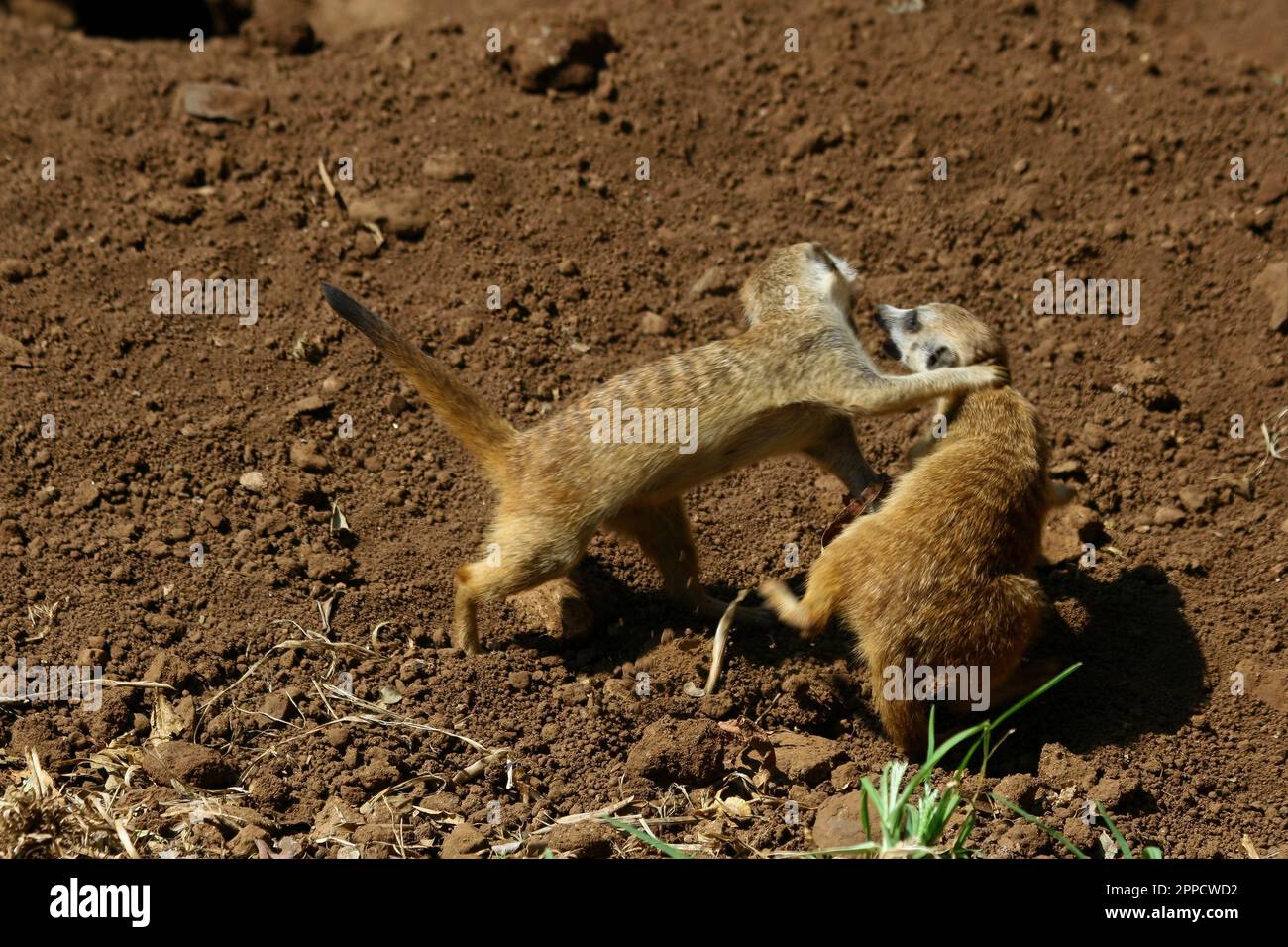 The meerkat is a colonial carnivorous mammal, 24 to 30 cm long, native to Africa. Stock Photo