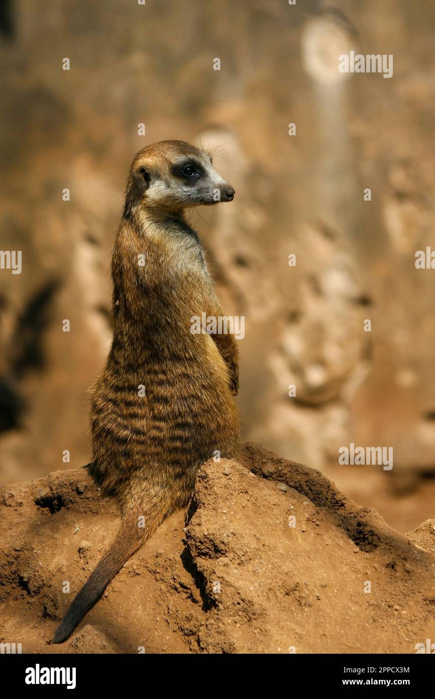 The meerkat is a colonial carnivorous mammal, 24 to 30 cm long, native to Africa. Stock Photo