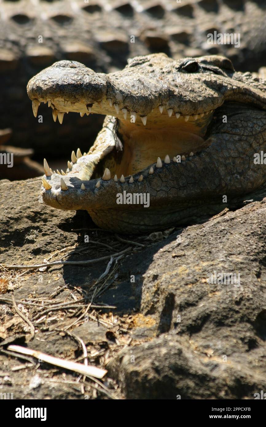 Crocodiles are a group of reptiles with bony scales that inhabit swamps and water bodies in warm regions. Stock Photo