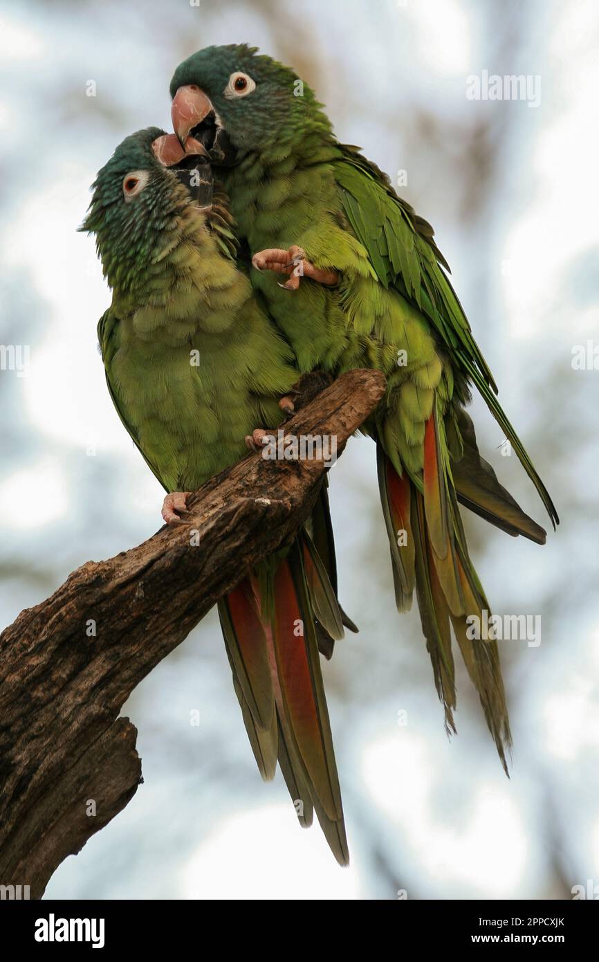Green parrots living in love Stock Photo