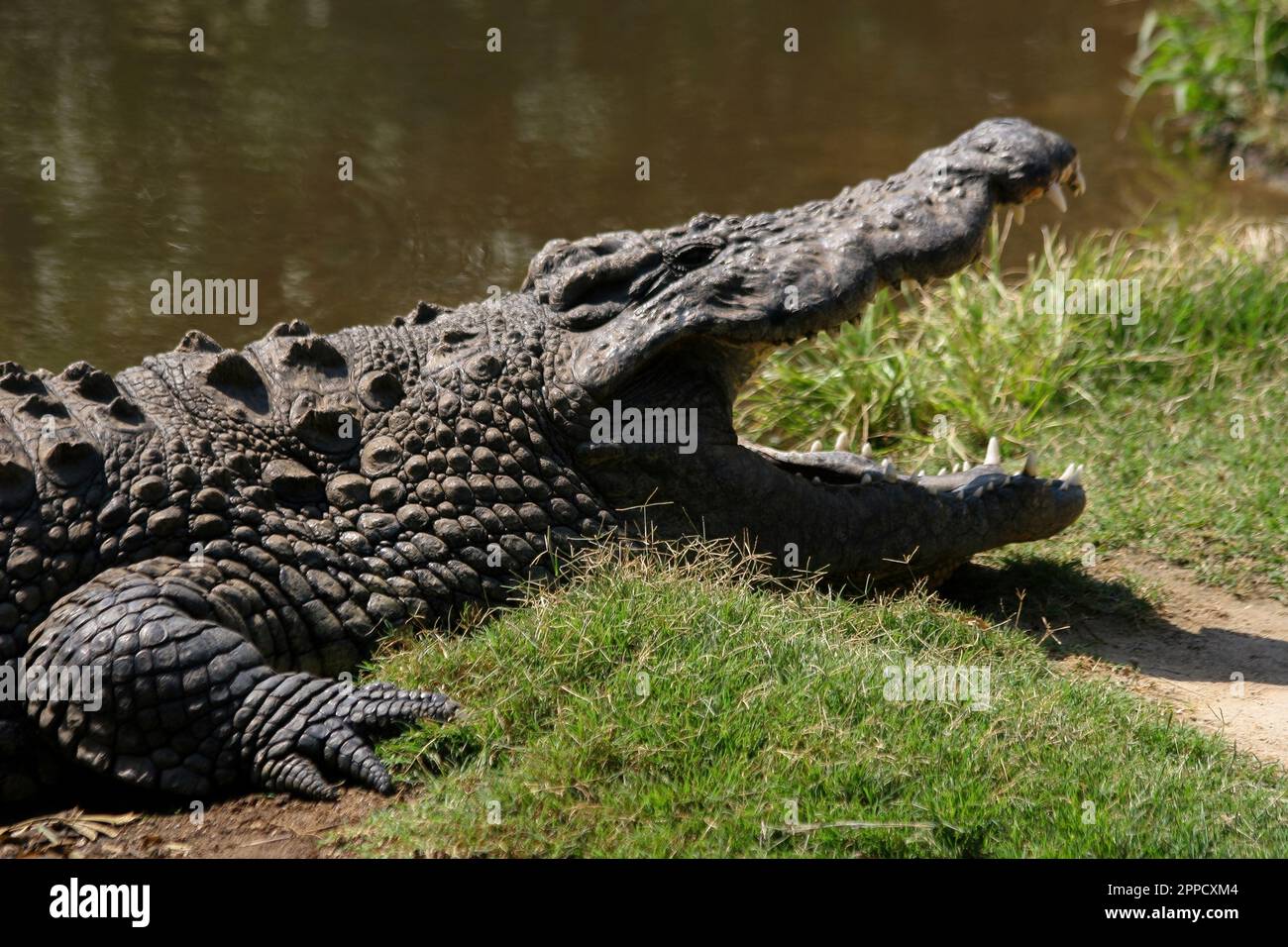 Crocodiles are a group of reptiles with bony scales that inhabit swamps and water bodies in warm regions. Stock Photo