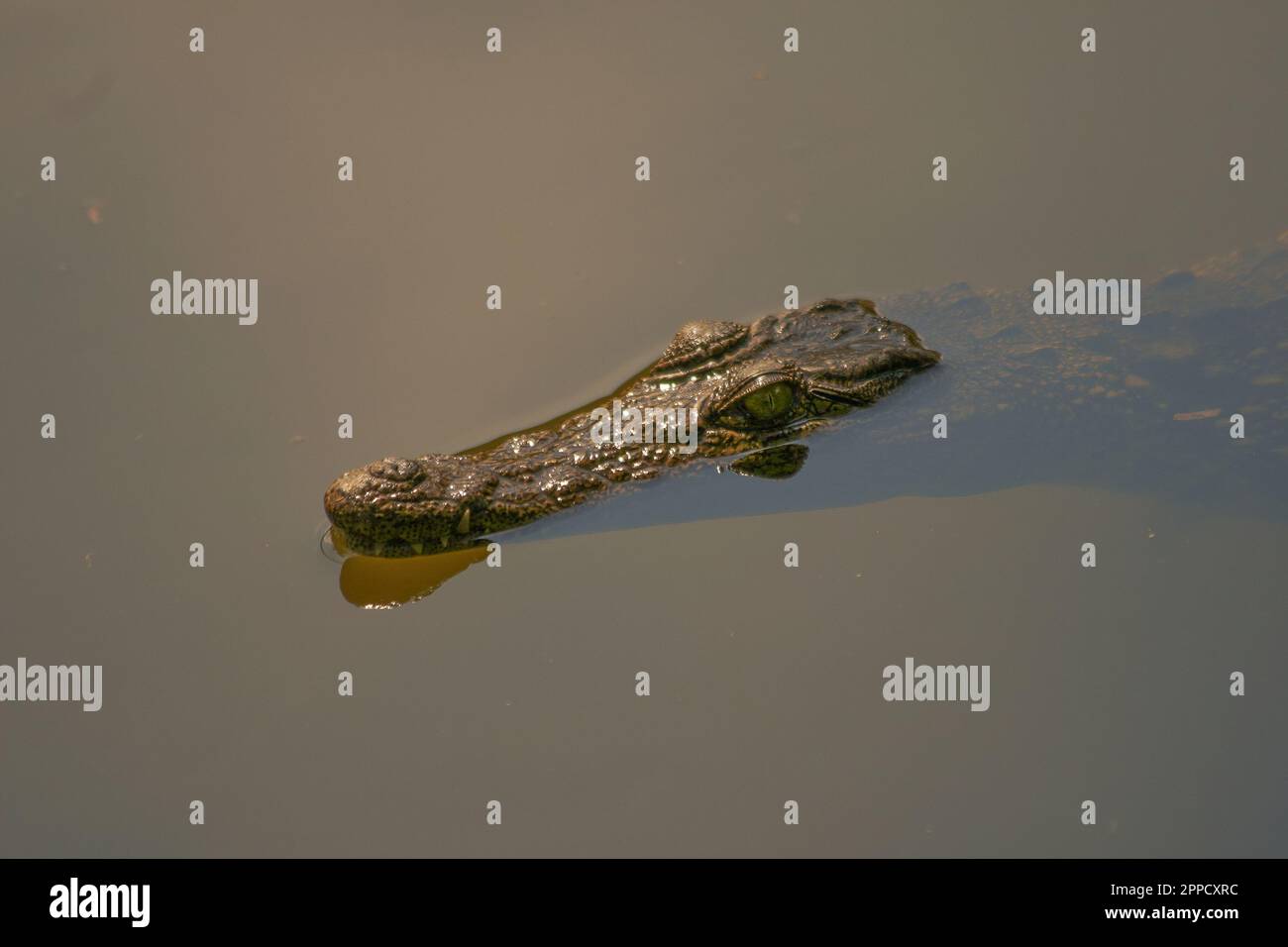 Crocodiles are a group of reptiles with bony scales that inhabit swamps