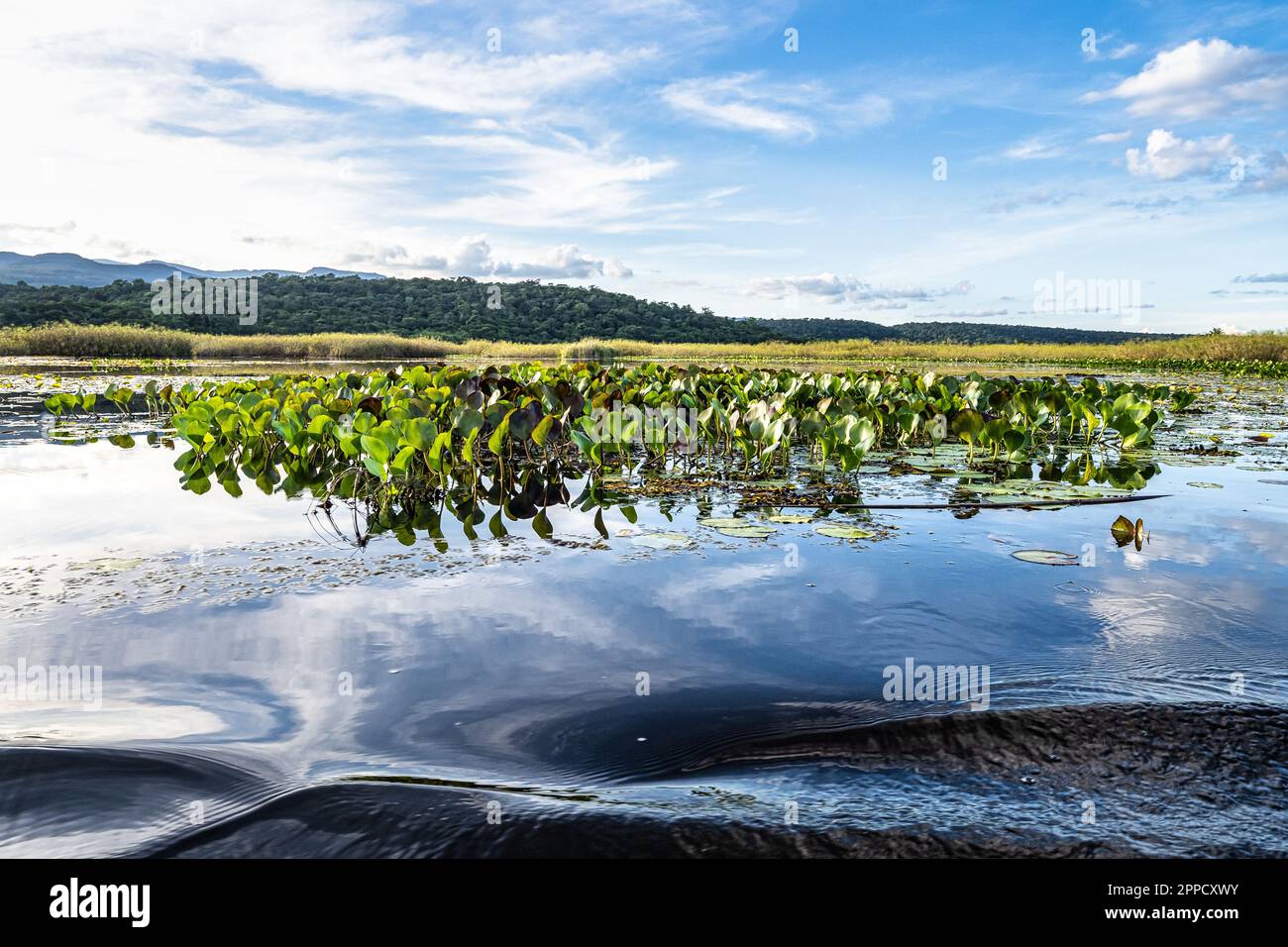 Canoe tour on the Pantanal Marimbus, waters of many rivers and abundant ...