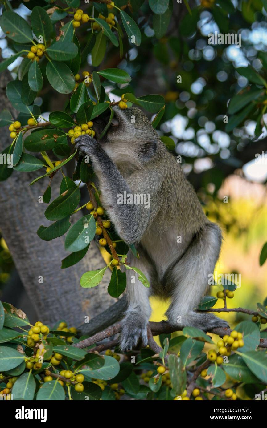 Grivet monkey perching on wood in background of green leaves Stock Photo