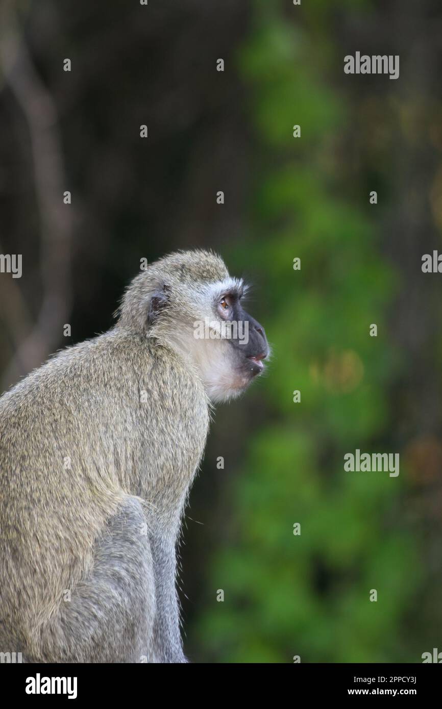 Grivet monkey perching on wood in background of green leaves Stock Photo