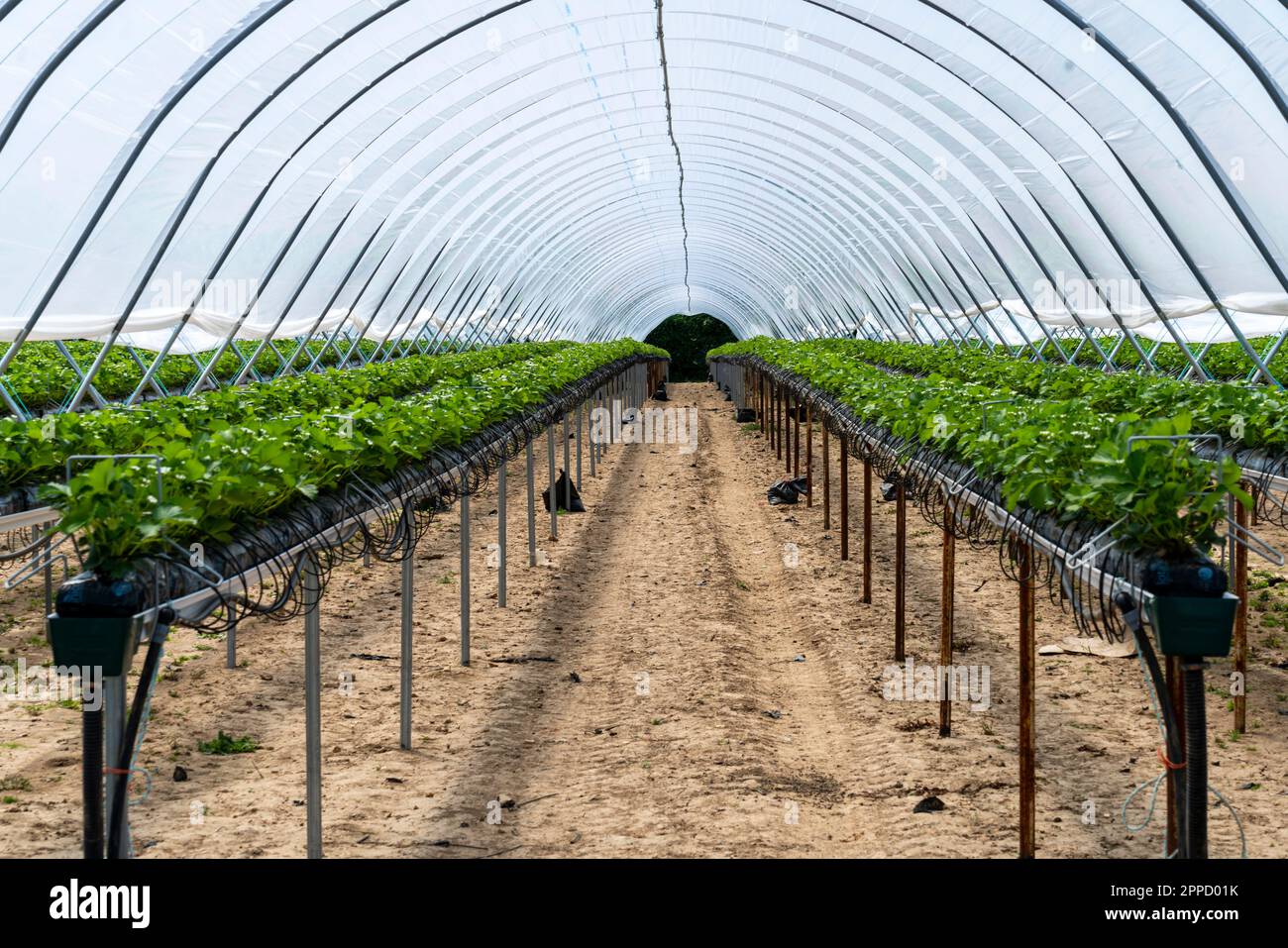 Efficient farming, rows of strawberry plants in a greenhouse with