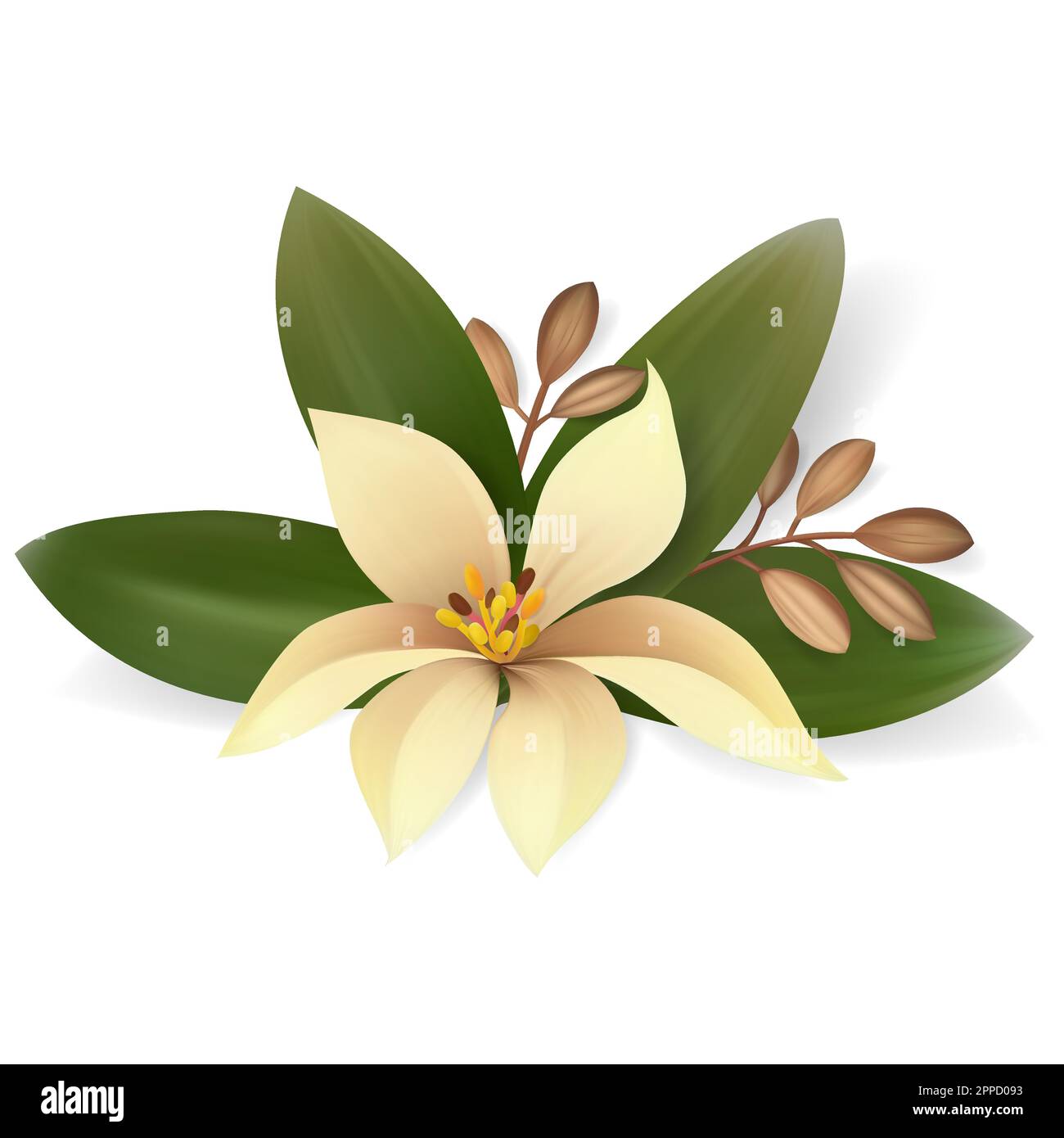 Vector tropical leaves and flower composition isolated on white ...