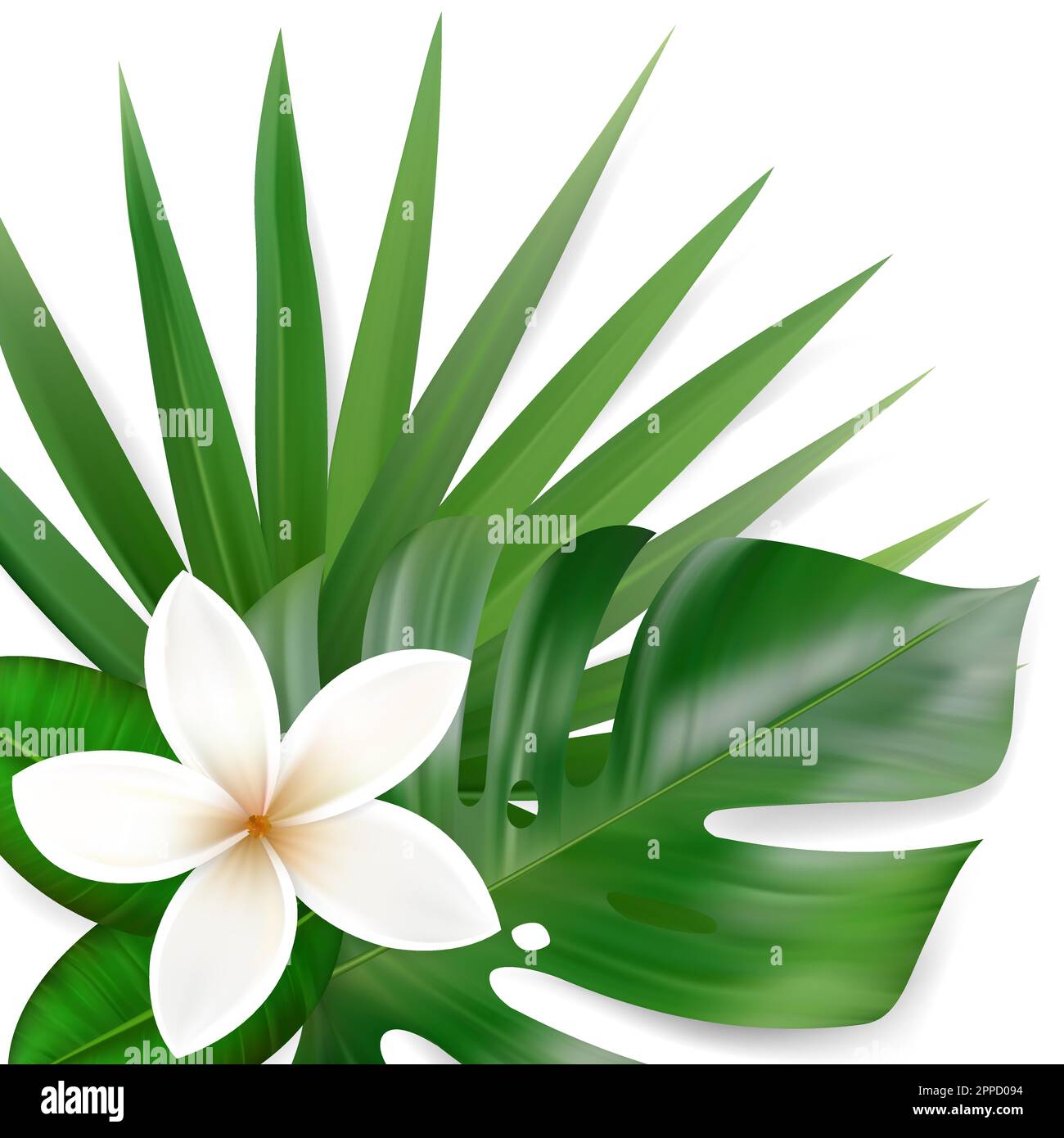 Vector tropical leaves and flower composition isolated on white ...