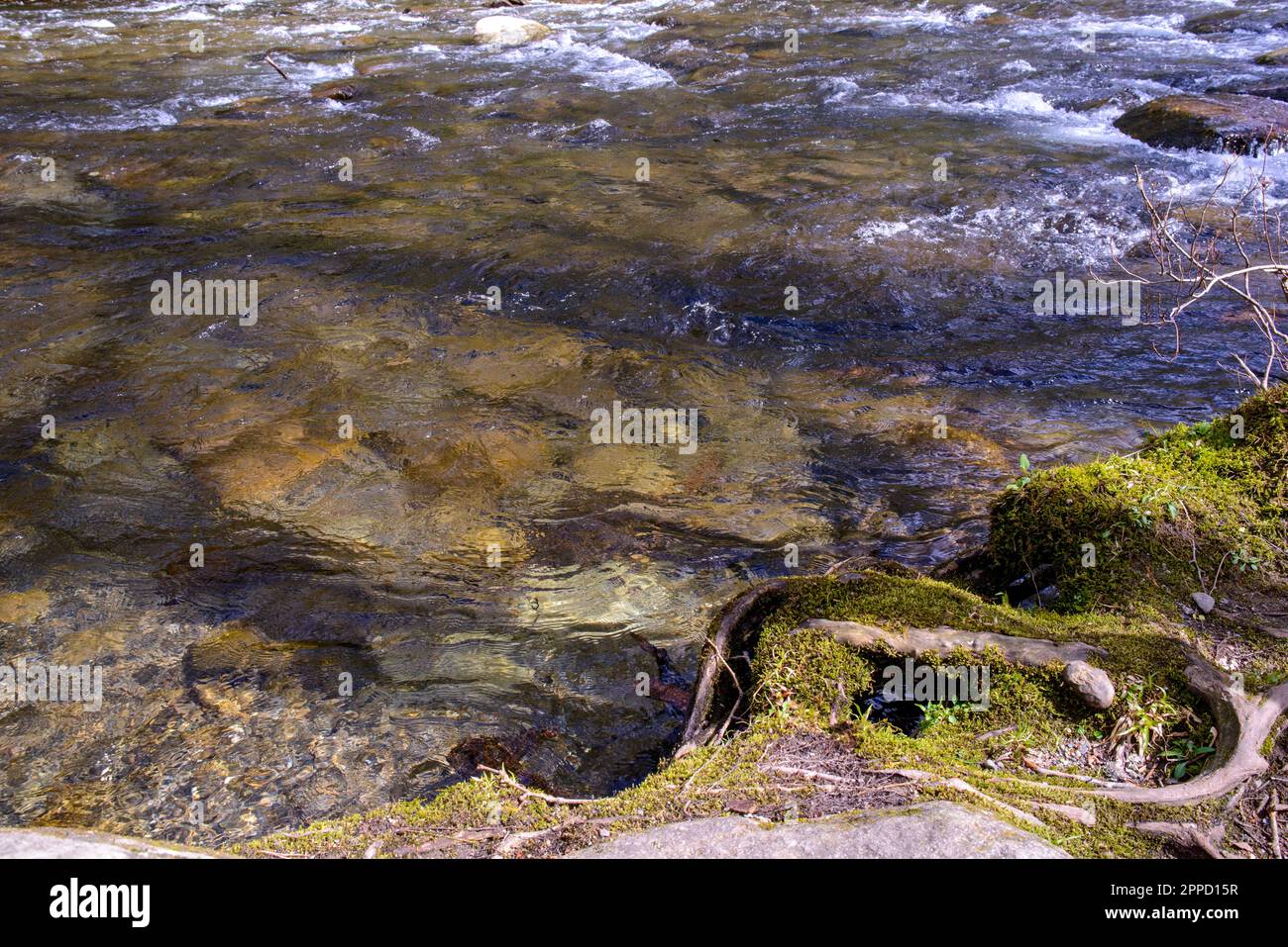 Early Spring landscapes and nature in the Great Smoky Mountain National Park Stock Photo