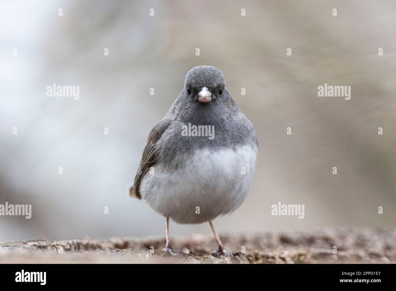 (Ottawa, Canada---23 April 2023) Dark-eyed junco by the Rideau River. Photograph Copyright 2023 Sean Burges / Mundo Sport Images.  If posting to socia Stock Photo