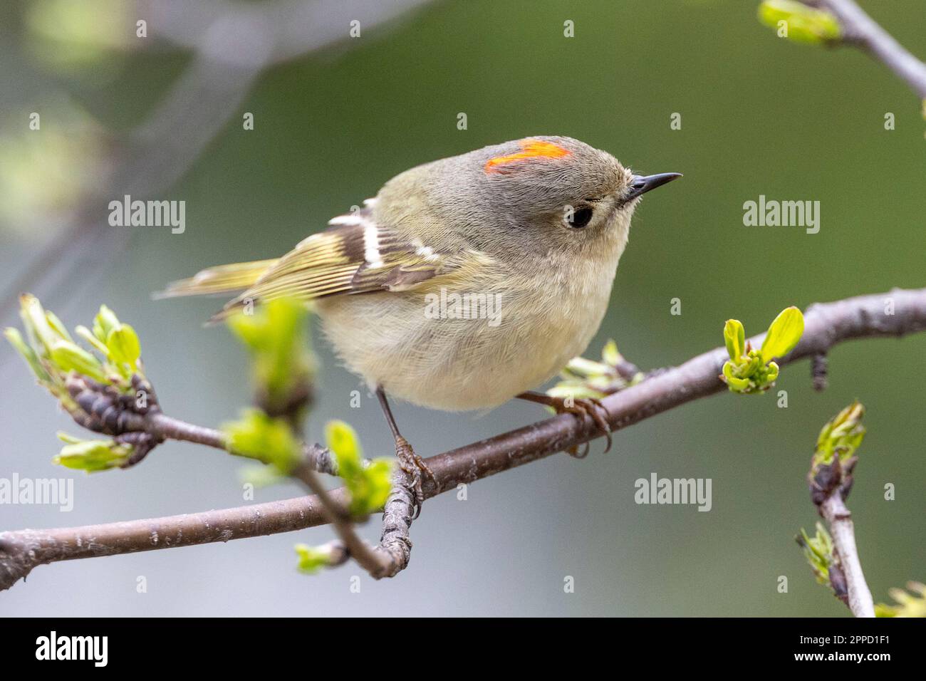 (Ottawa, Canada---23 April 2023) Ruby-Crowned Kinglet by the Rideau River. Photograph Copyright 2023 Sean Burges / Mundo Sport Images.  If posting to Stock Photo