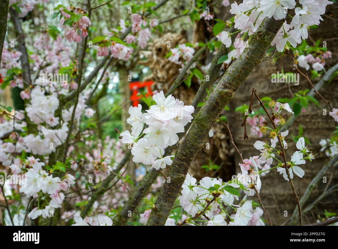 A vibrant and abundant display of pink cherry blossoms with lush ...