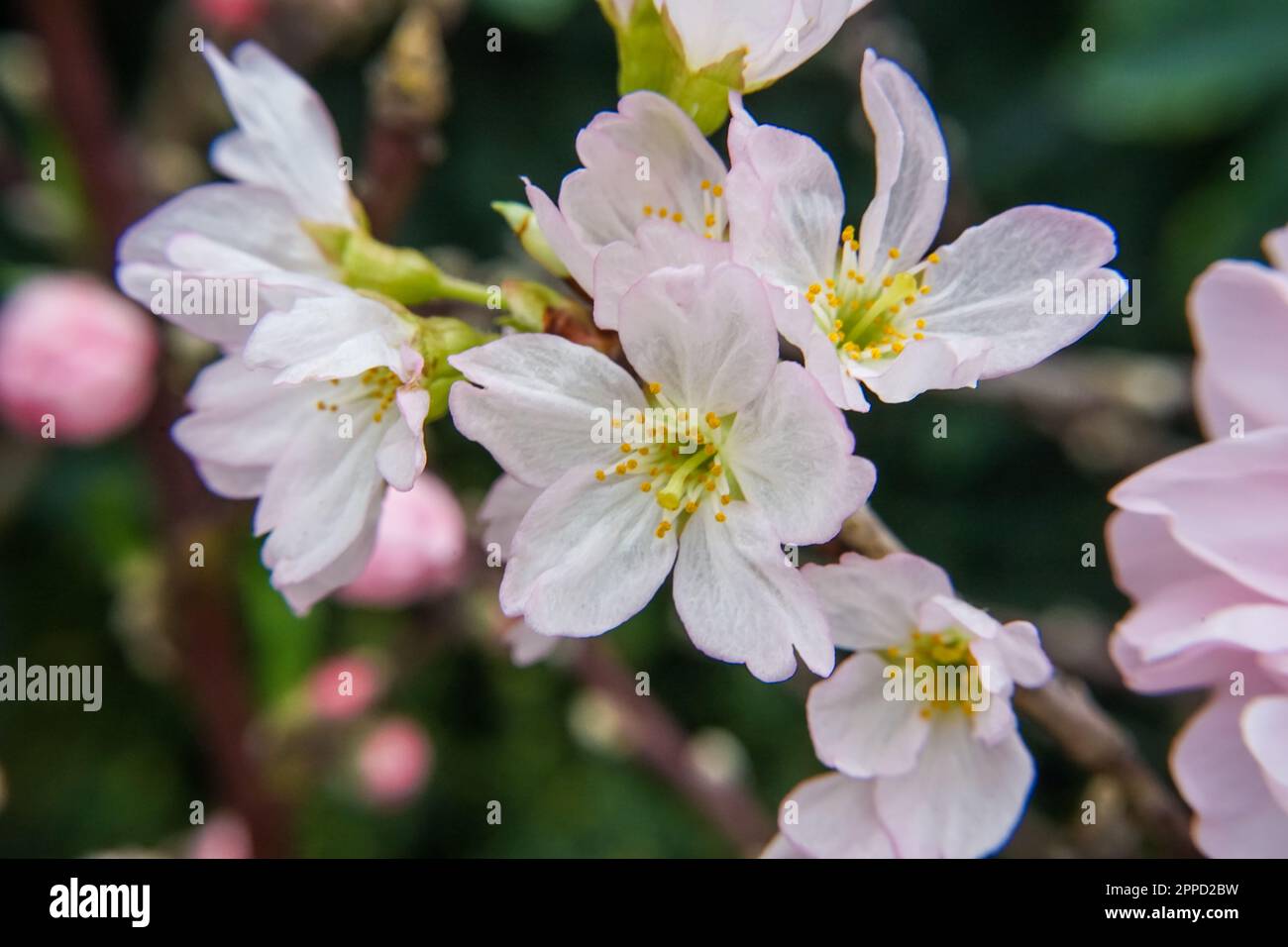 A vibrant and abundant display of pink cherry blossoms with lush ...