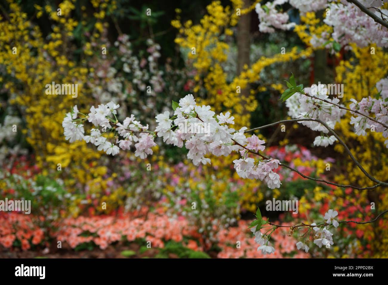 A vibrant and abundant display of pink cherry blossoms with lush ...