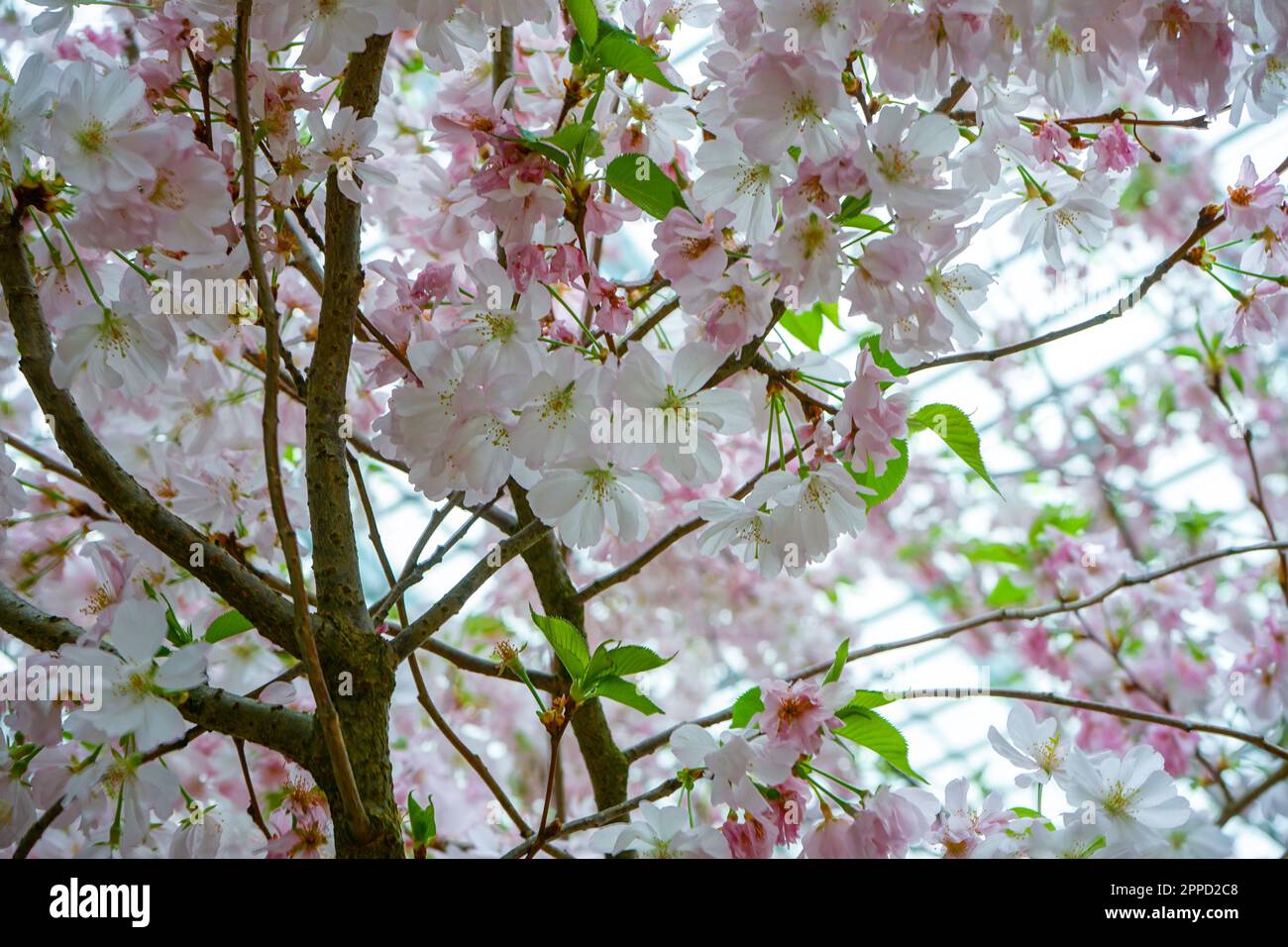 A vibrant and abundant display of pink cherry blossoms with lush ...