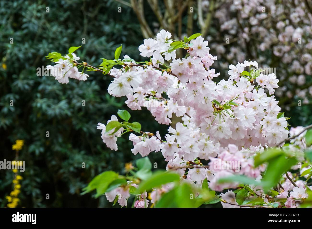A vibrant and abundant display of pink cherry blossoms with lush ...