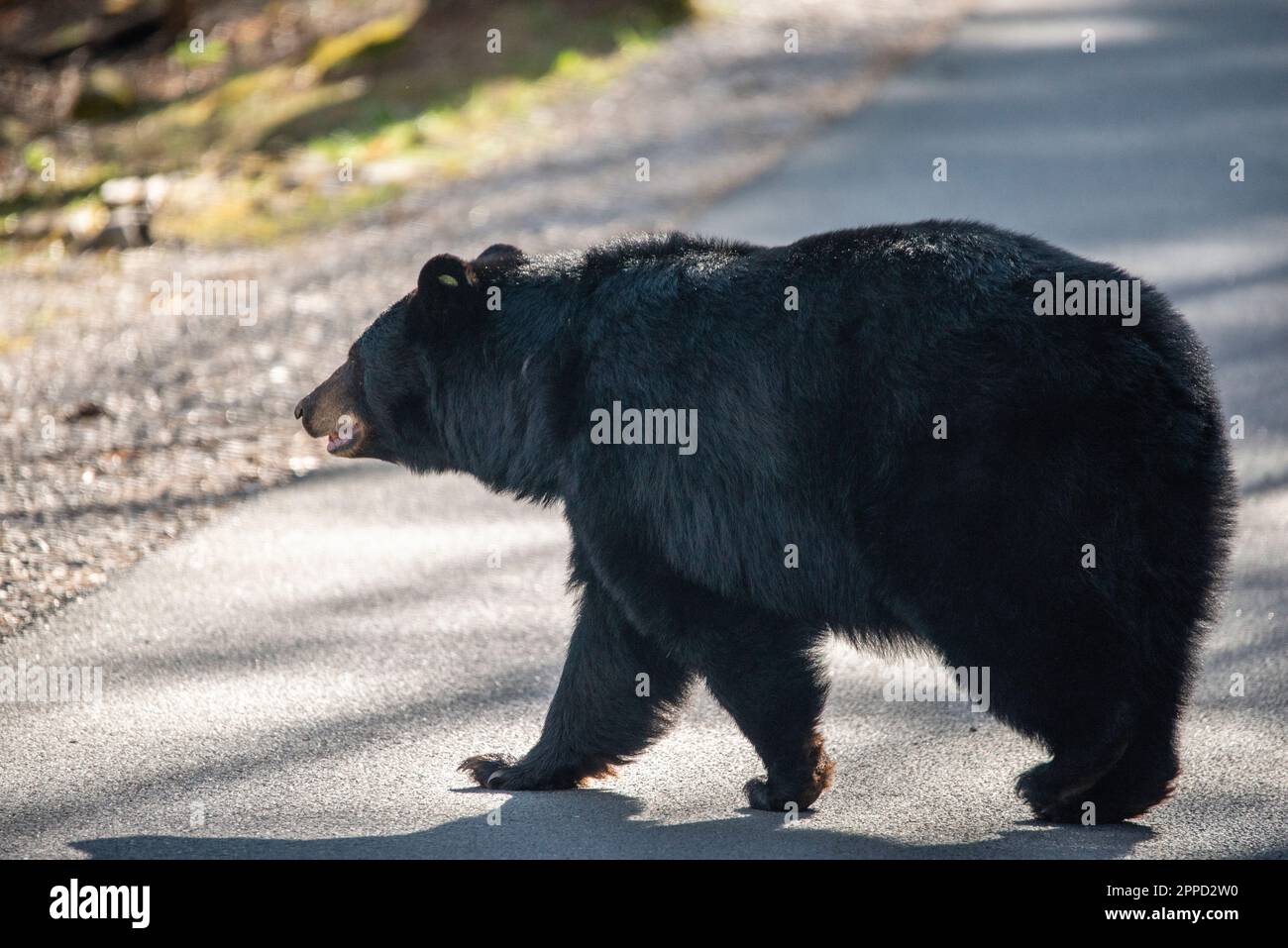 Big Black Bear in early Spring in the Great Smoky Mountain National Park Stock Photo