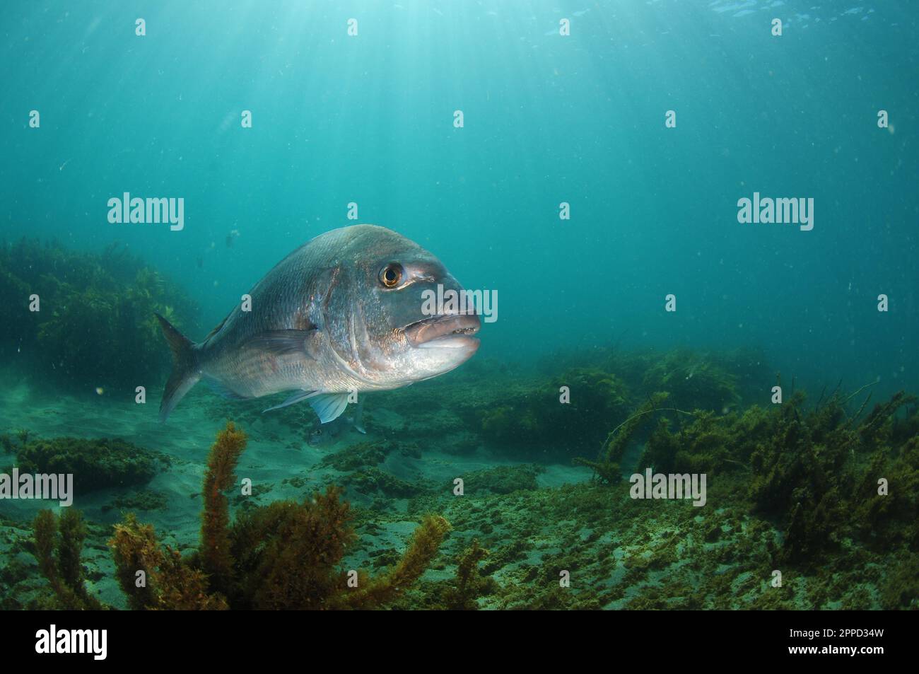 Large Australasian snapper Pagrus auratus approaching camera. Location: Leigh New Zealand Stock Photo