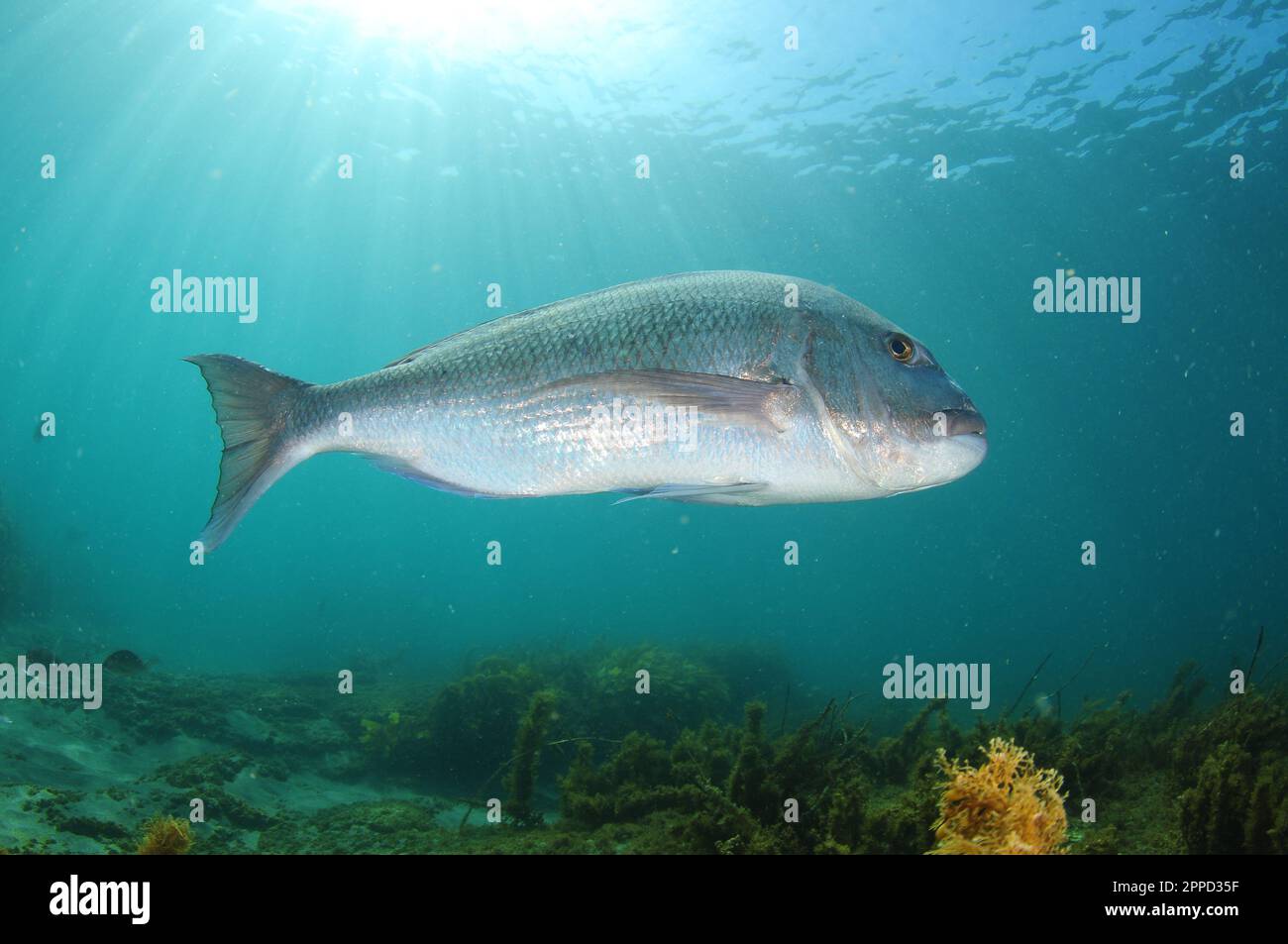 Large Australasian snapper Pagrus auratus turning in front of camera. Location: Leigh New Zealand Stock Photo