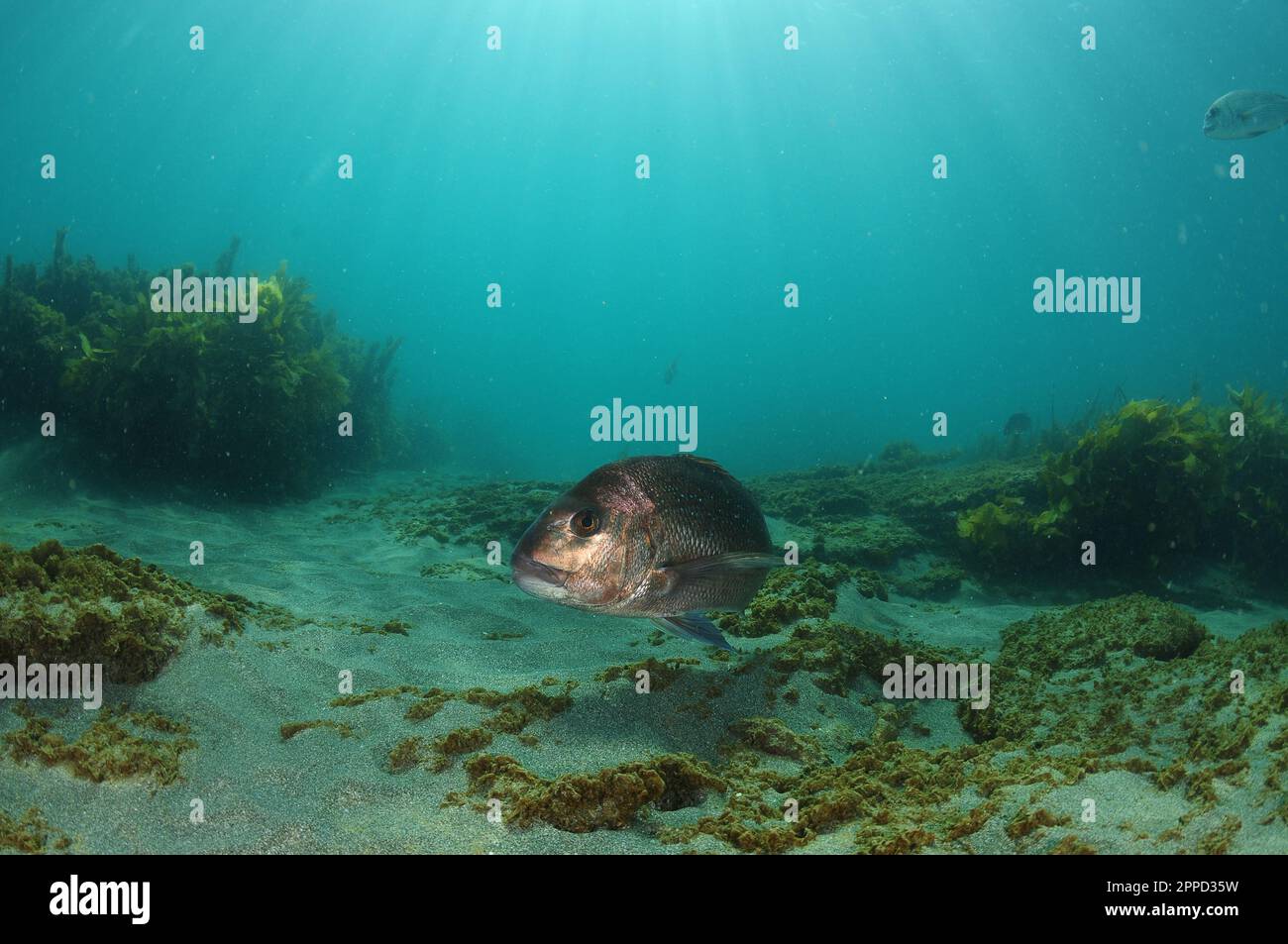 Shiny bronze coloured Australasian snapper Pagrus auratus above sea floor of rocks and coarse sand. Location: Leigh New Zealand Stock Photo