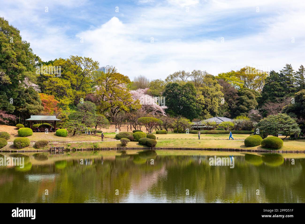 Shinjuku Gyoen Park in Tokyo,spring 2023, nature and cherry blossom ...