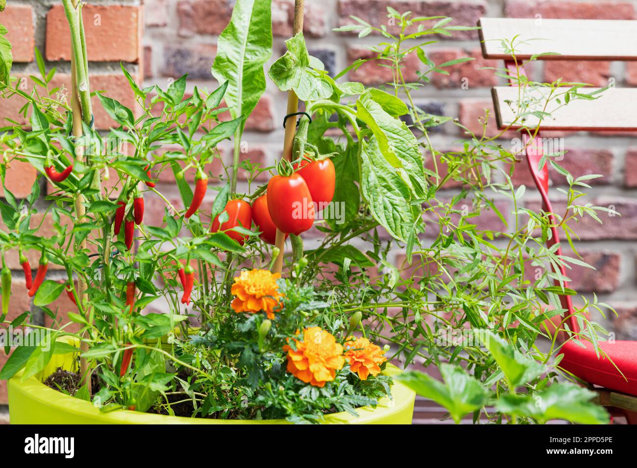 Tomatoes, red chili peppers and marigolds cultivated in balcony garden ...