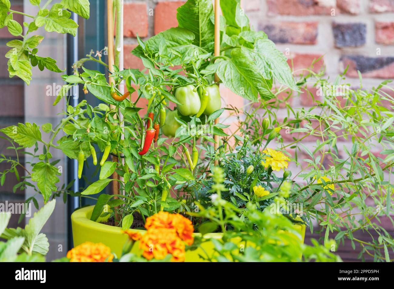 Tomatoes and red chili peppers cultivated in balcony garden Stock Photo