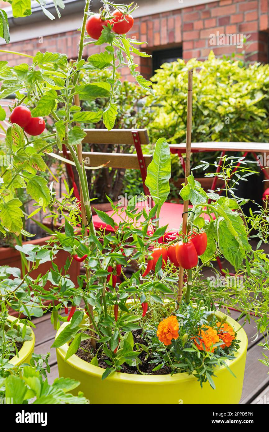 Tomatoes, red chili peppers and marigolds cultivated in balcony garden ...