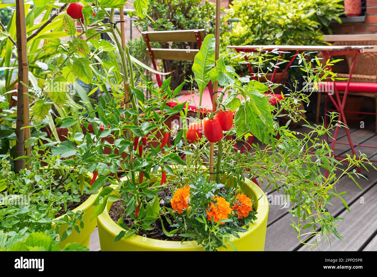 Tomatoes, red chili peppers and marigolds cultivated in balcony garden ...