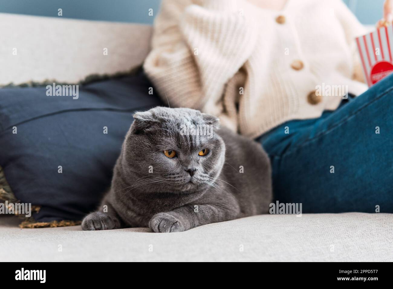 Gray cat with woman sitting on sofa in background Stock Photo