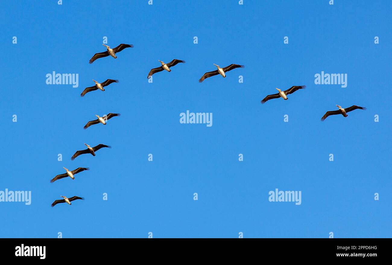 A pod of Brown Pelicans (Pelecanus occidentalis) flying in a V-Formation over Dana Point, California. Stock Photo