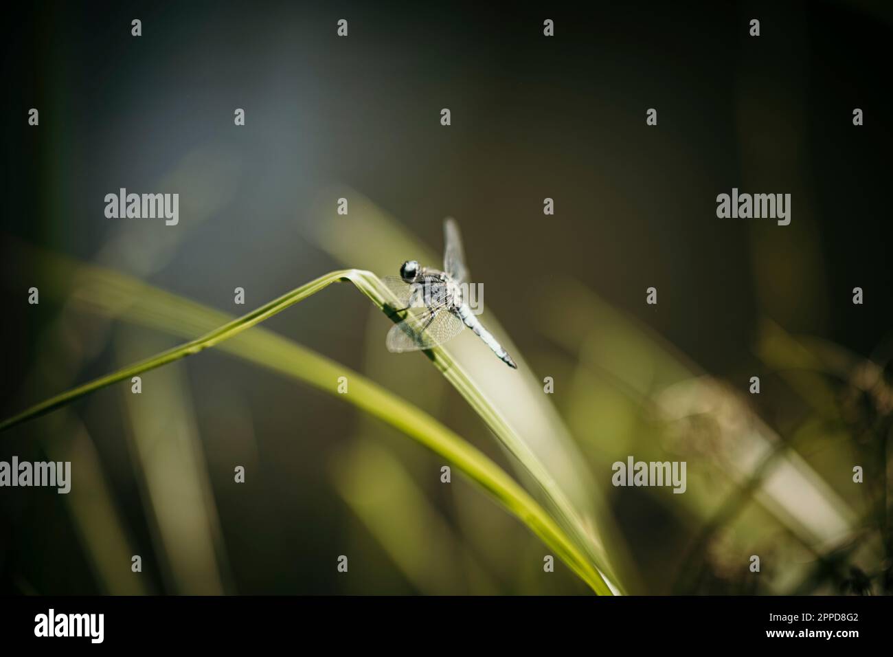 Dragonfly on blade of grass Stock Photo - Alamy