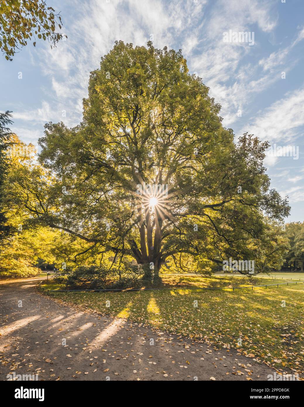 Germany, Hamburg, Sun shining through branches of old sycamore tree (Acer pseudoplatanus) in Hirschpark Stock Photo