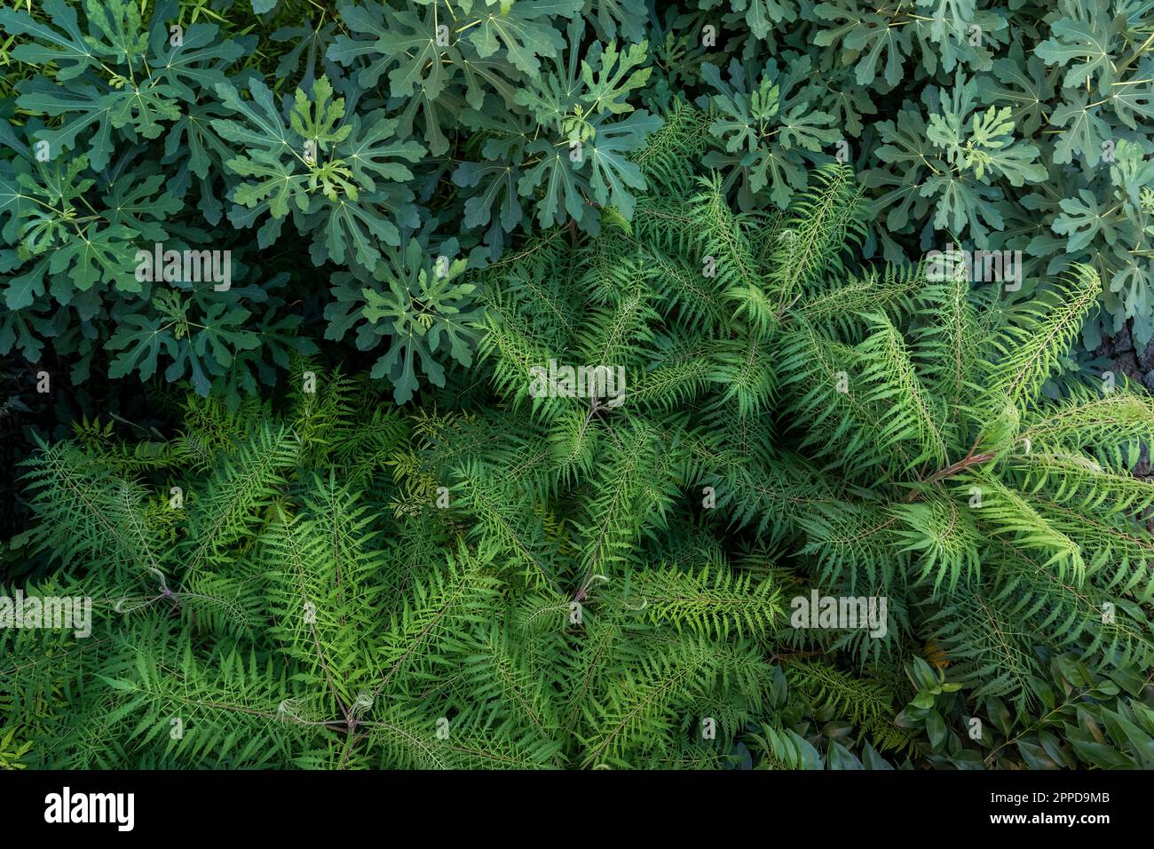 Plants for nature hi-res stock photography and images - Alamy