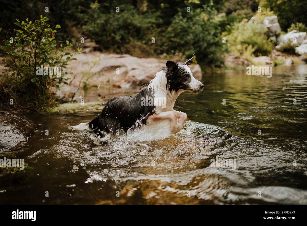 Border collie dog jumping in river Stock Photo