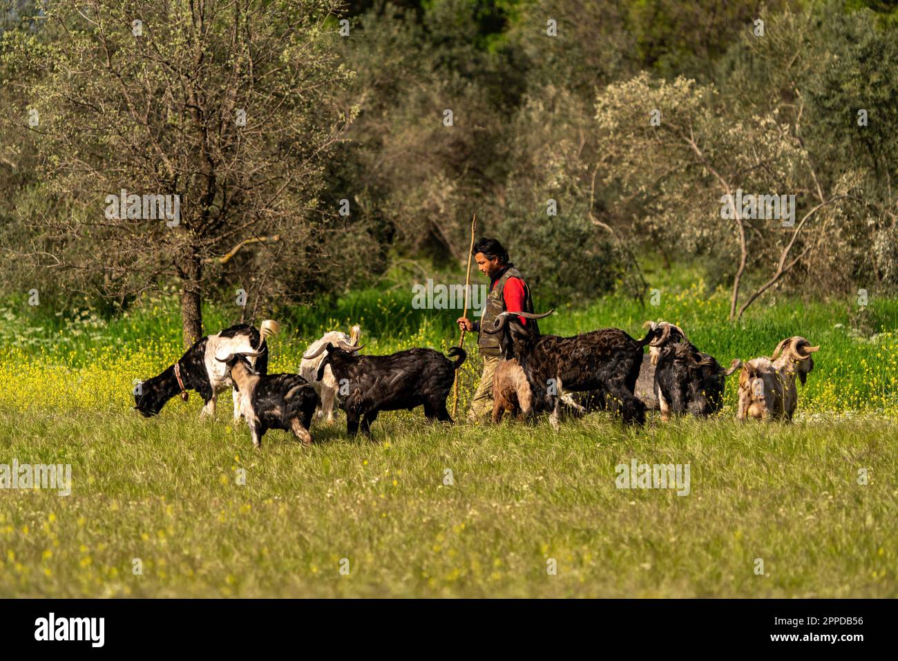 A shepherd grazing a herd of goats Stock Photo