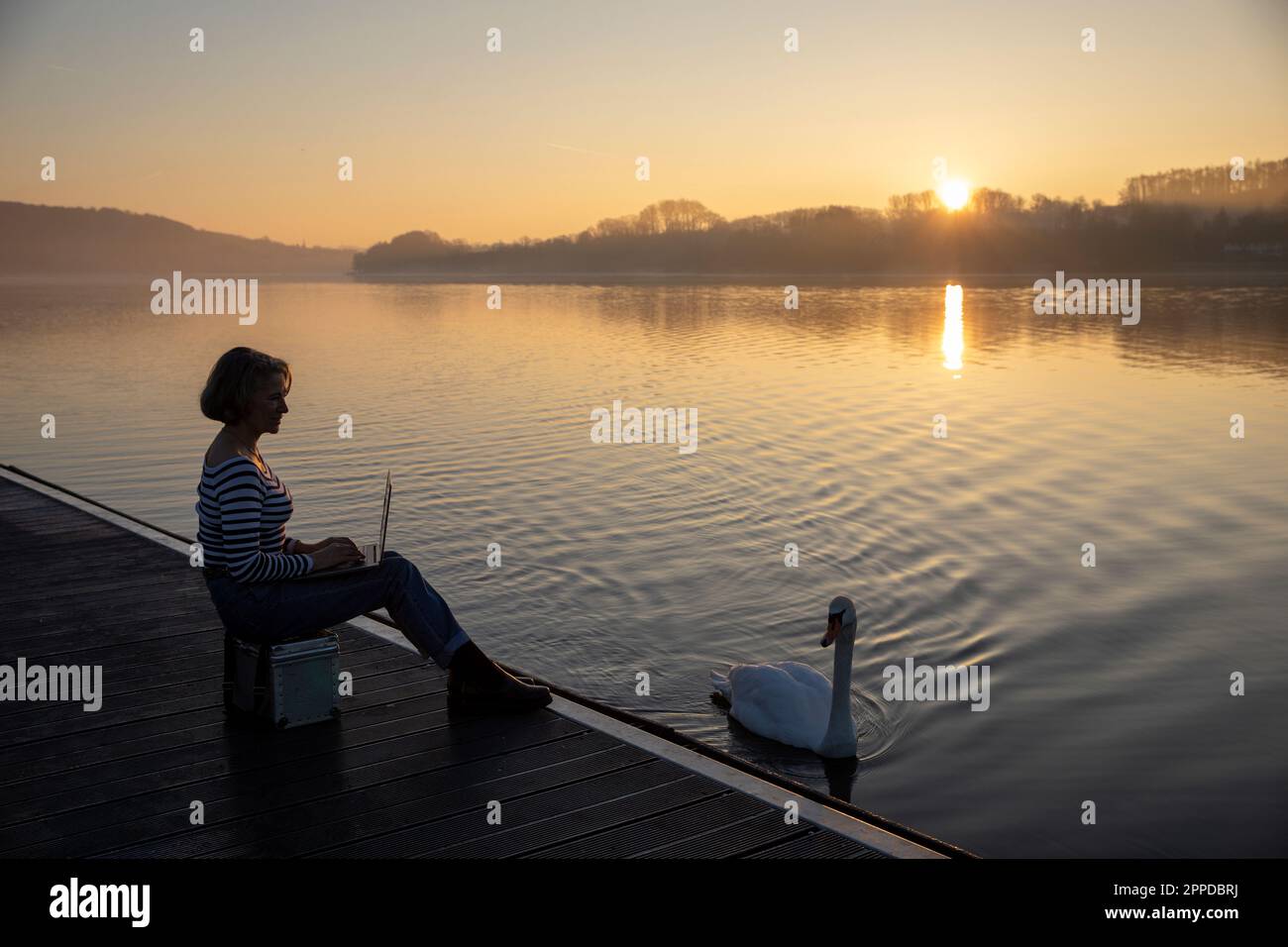 Freelancer working on laptop by swan swimming in lake at morning Stock Photo