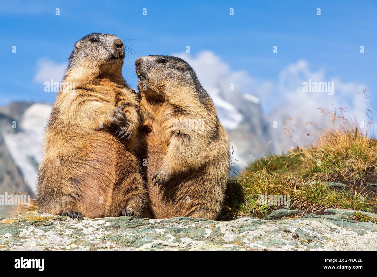 Two alpine marmots (Marmota marmota) feeding outdoors Stock Photo
