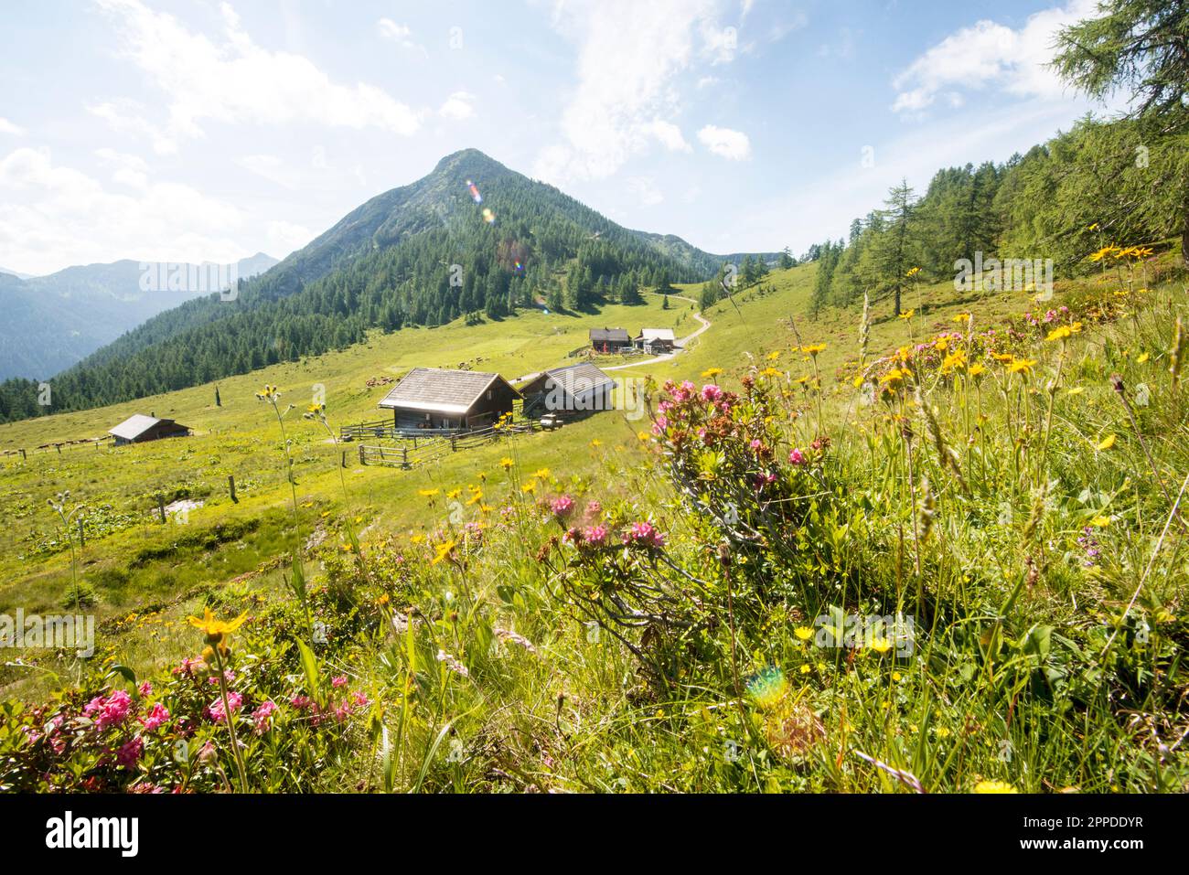 Austria, Salzburger Land, Altenmarkt im Pongau, Alpine pasture in spring with wildflowers blooming in foreground Stock Photo