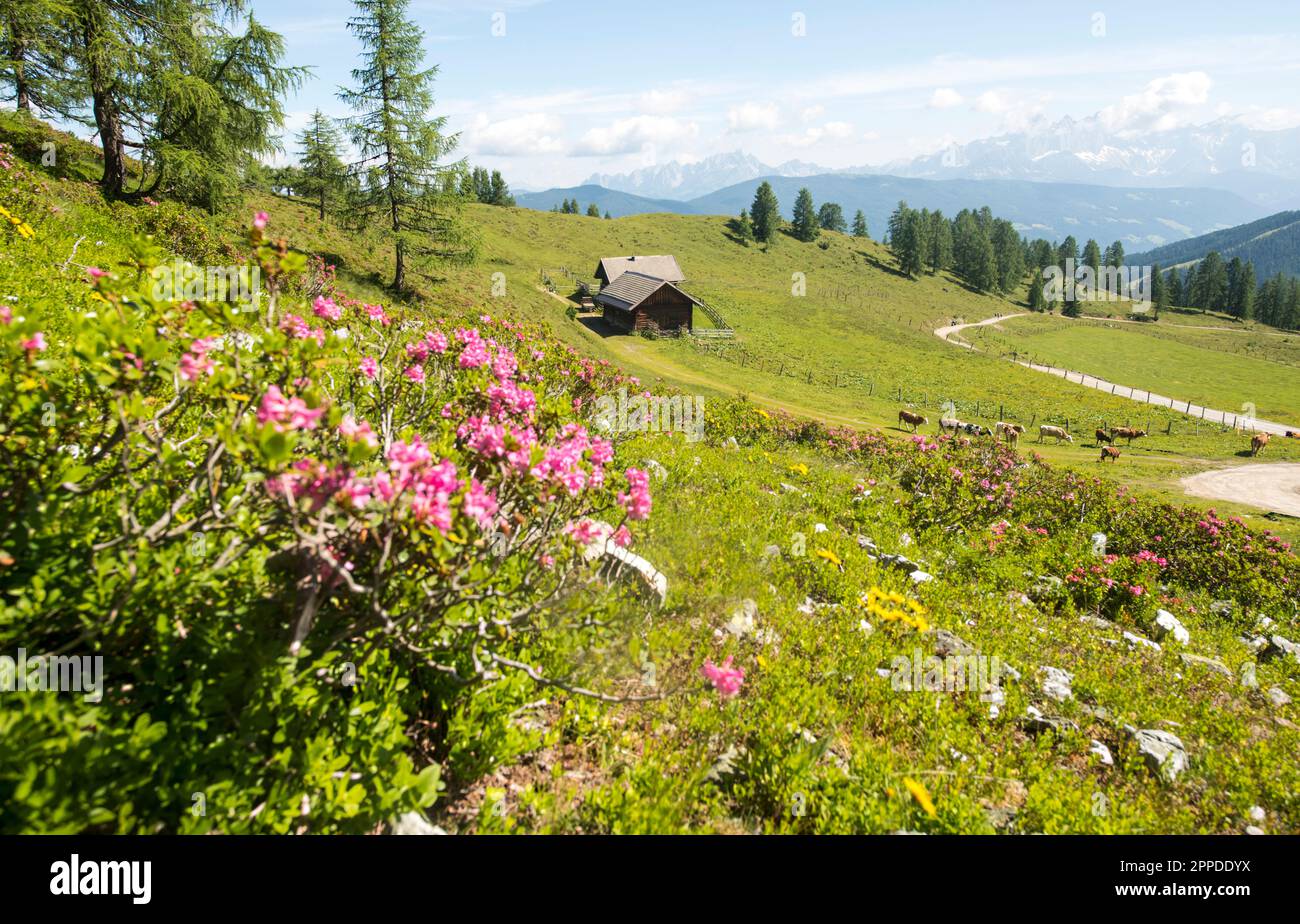 Austria, Salzburger Land, Altenmarkt im Pongau, Alpine pasture in spring with wildflowers blooming in foreground Stock Photo