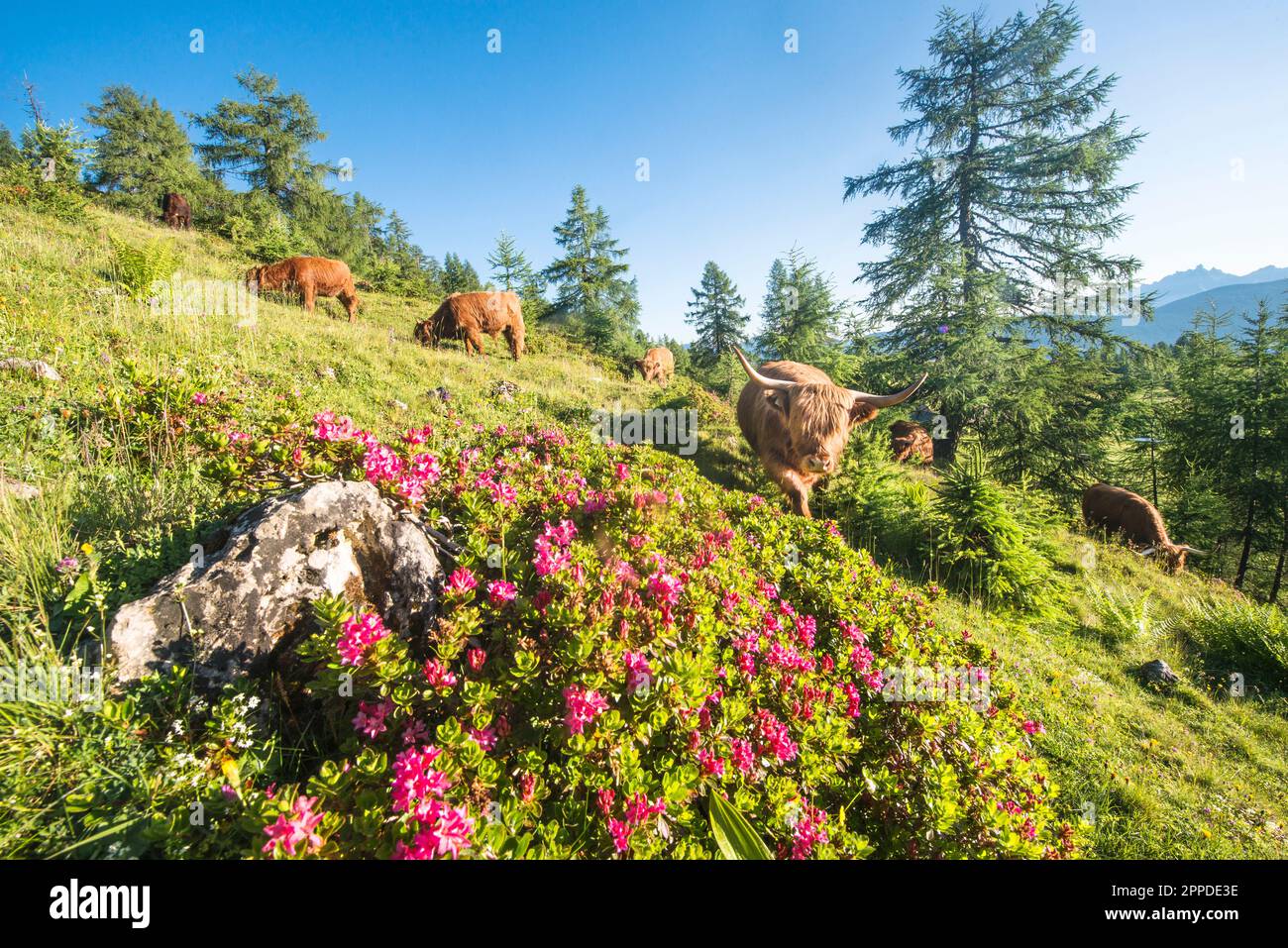 Austria, Salzburger Land, Altenmarkt im Pongau, Highland cattle grazing in springtime pasture Stock Photo