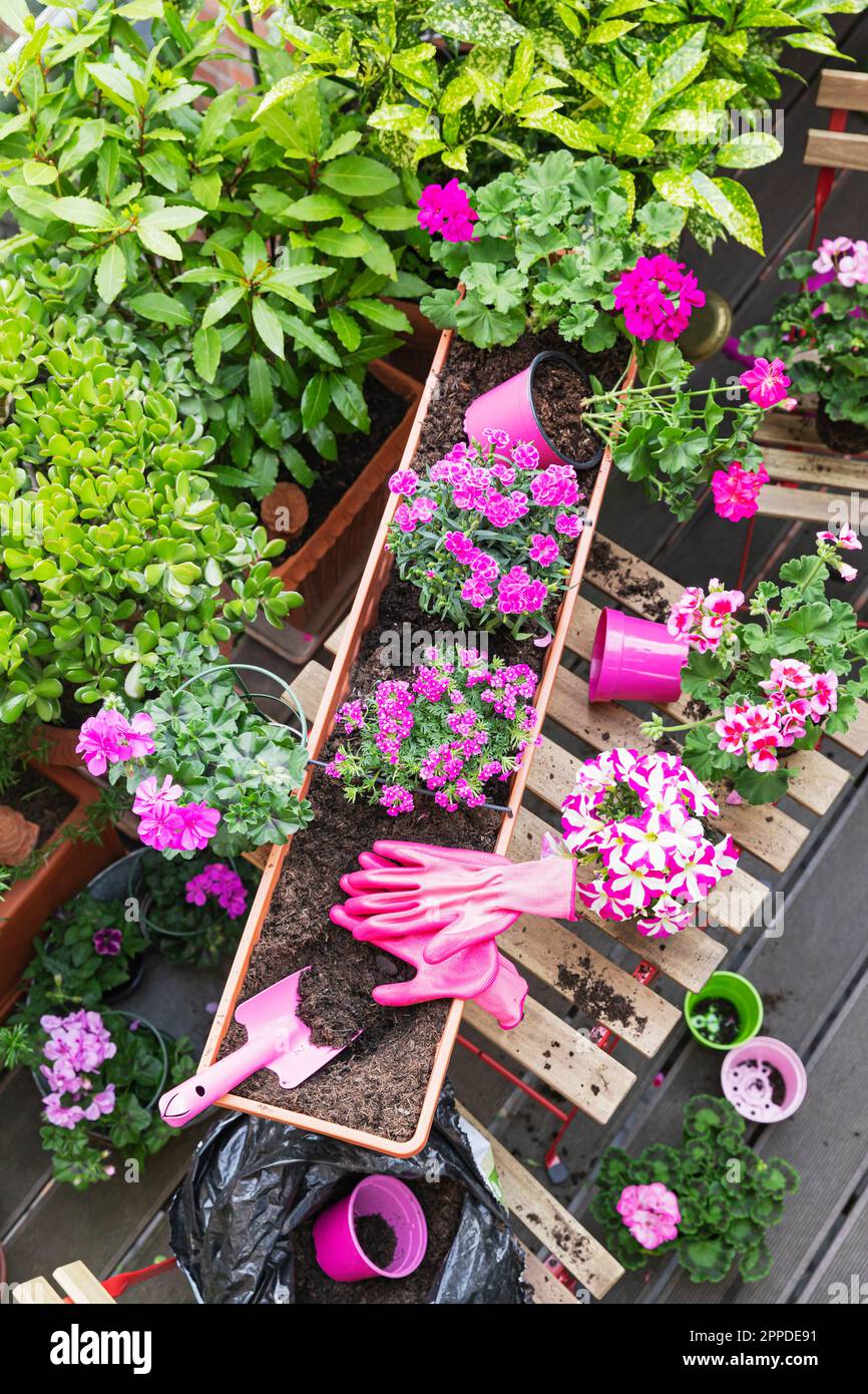 Planting of pink summer flowers in balcony garden Stock Photo