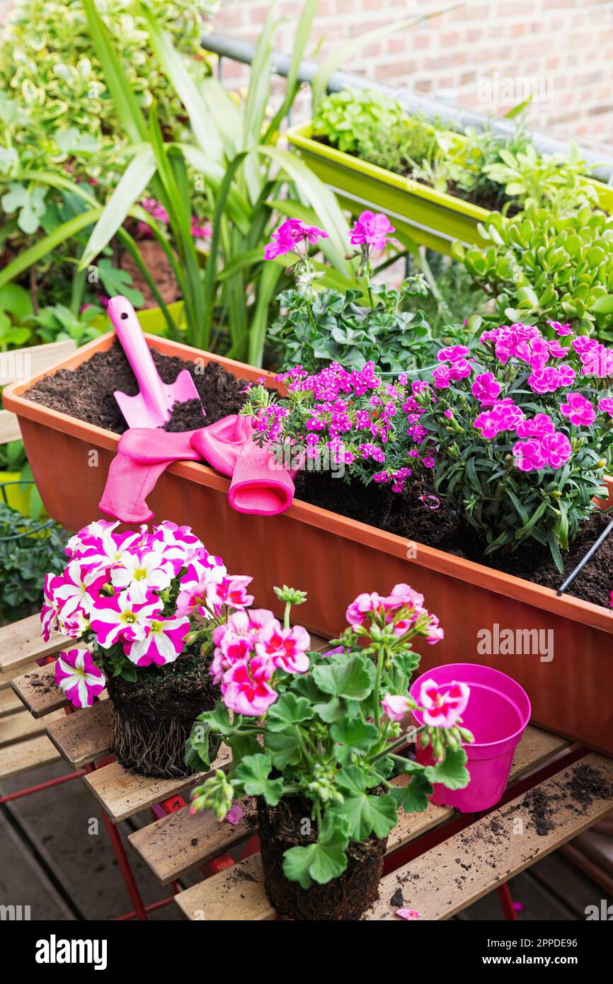 Planting of pink summer flowers in balcony garden Stock Photo