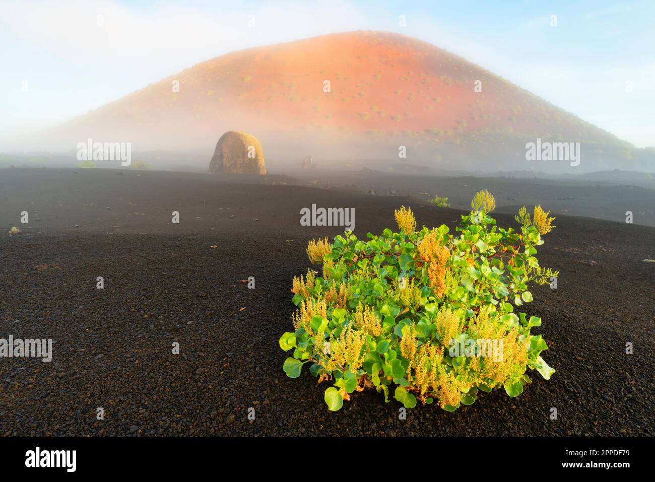 Spain, Canary Islands, Rumex lunaria growing in front of Caldera Colorada in Parque Natural de Los Volcanes Stock Photo