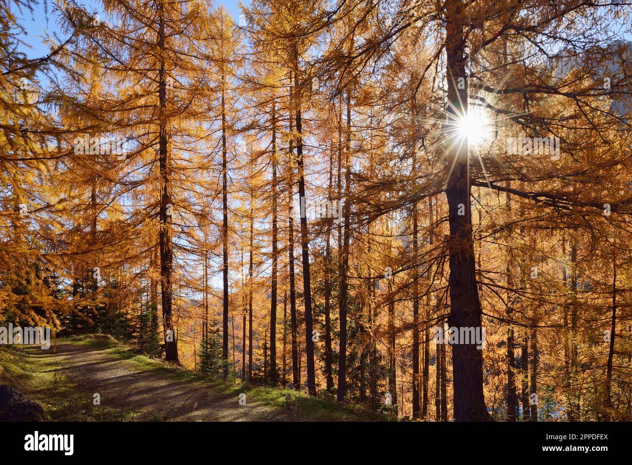 Sun through larch branches hi-res stock photography and images - Alamy