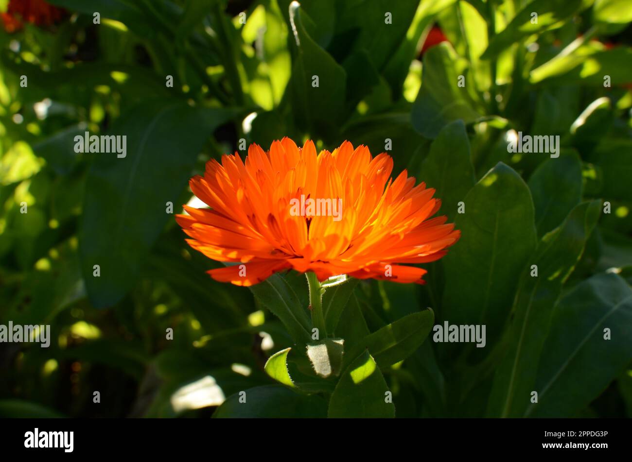 Orange Calendula Flower Stock Photo