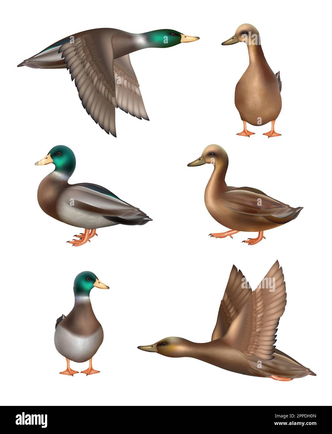 Ducks. Flying birds in wild nature decent vector realistic illustrations of ducks in different poses Stock Vector