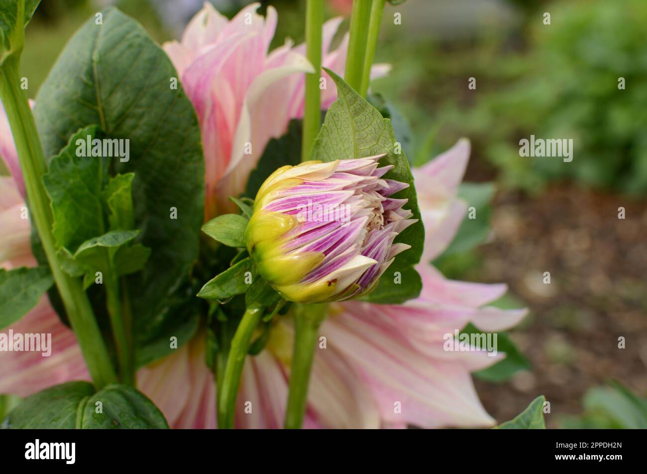 Beautiful Pink 'Cafe Au Lait' Dinner Plate Dahlia Flower. Stock Photo